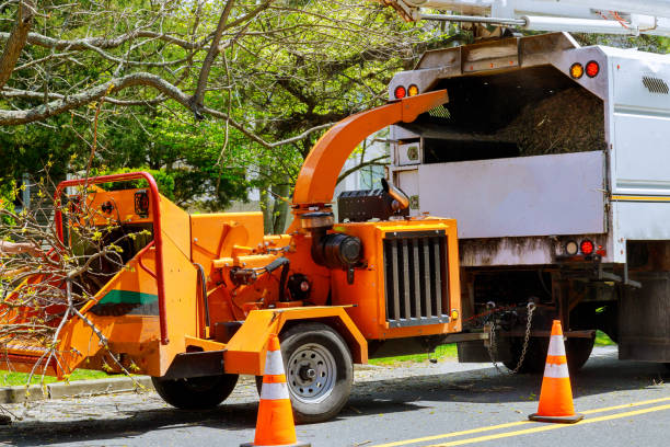 Best Tree Removal Services  in Buchanan, MI